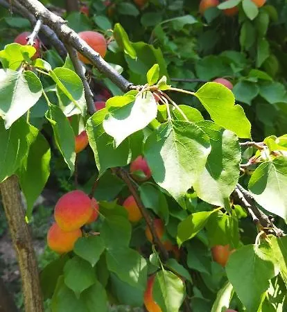 컨트리하우스 Irina