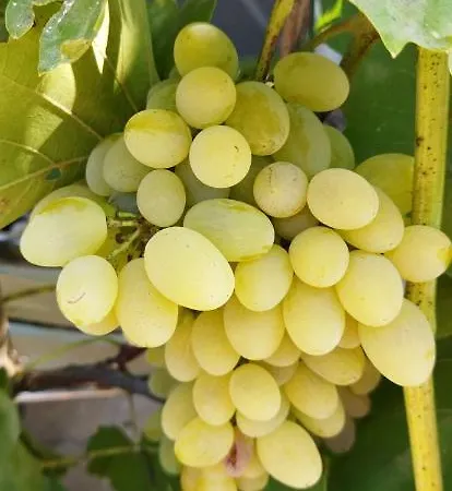 컨트리하우스 Irina *