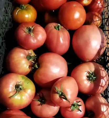 Irina 컨트리하우스