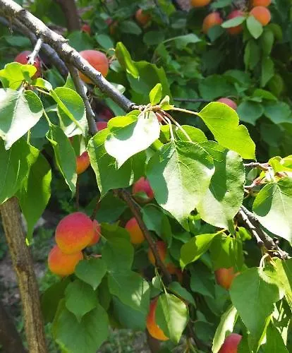 Εξοχικό σπίτι Irina