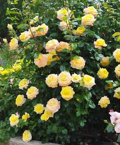 Εξοχικό σπίτι Irina *