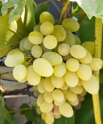 Εξοχικό σπίτι Irina *