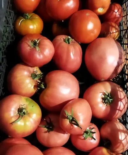 Irina Εξοχικό σπίτι